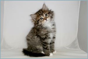 Male Siberian Kitten from Deedlebug Siberians